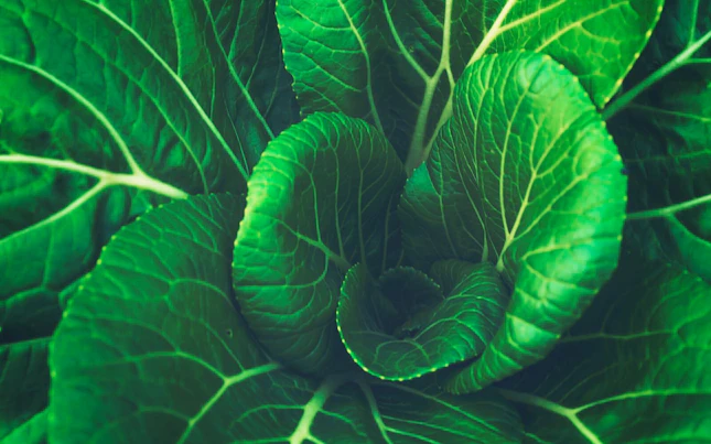 close up khale vegetable Unsplash